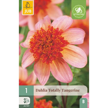 Jiřina TOTALLY TANGERINE 1X