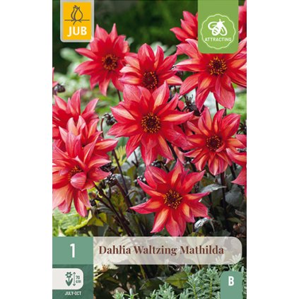 Jiřina WALTZING MATHILDA 1 ks