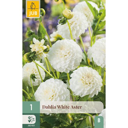 Jiřina WHITE Hvězdnice 1 ks