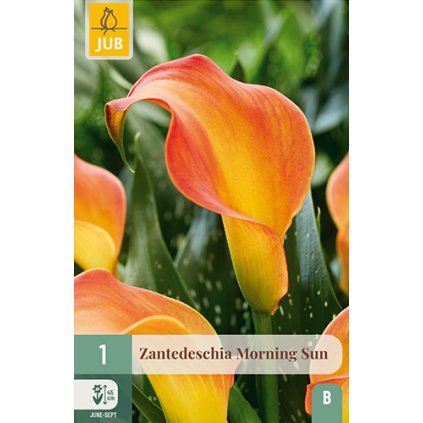 Kala MORNING SUN 1 ks