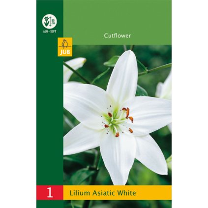 Lilie ASIATIC WHITE 1 ks