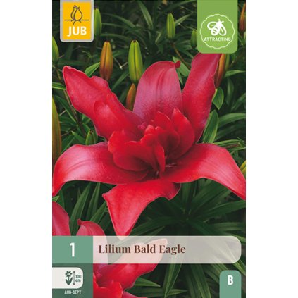 Lilie BALD EAGLE 1 ks