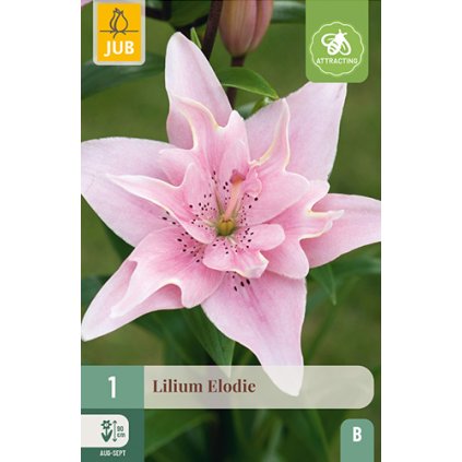Lilie ELODIE 1 ks