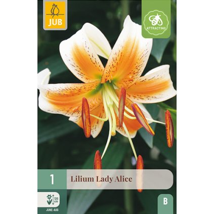 Lilie LADY ALICE 1 ks