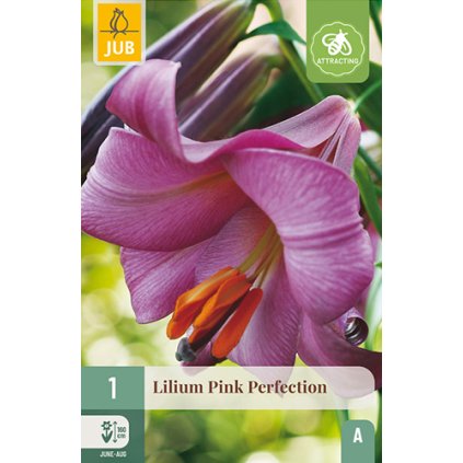 Lilie PINK PERFECTION 1 ks