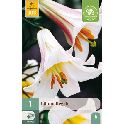 Lilie REGALE 1 ks