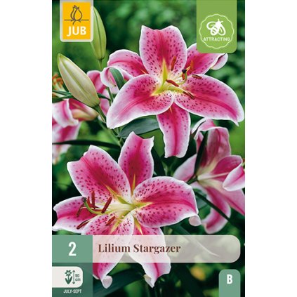 Lilie STARGAZER 2 ks