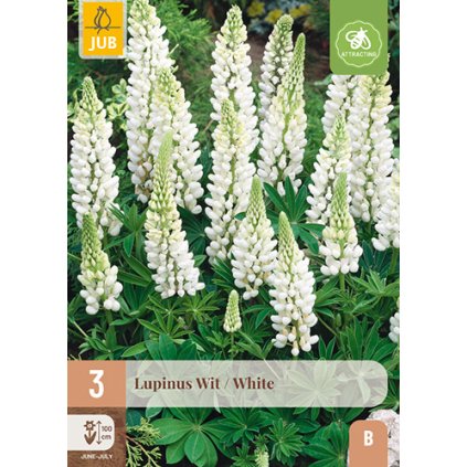 LUPINUS WHITE 3 ks
