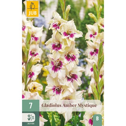 Mečík AMBER MYSTIQUE 7 ks