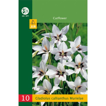 Mečík CALLIANTHUS 10 ks