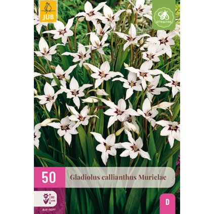 Mečík CALLIANTHUS MURIELAE 50 ks