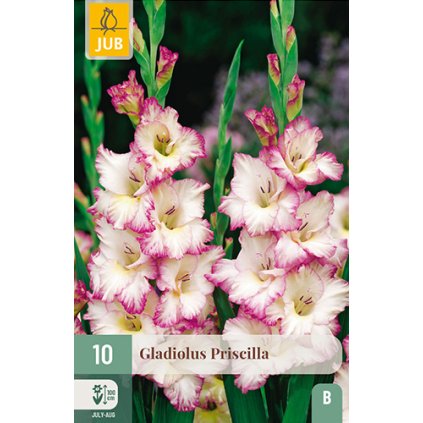 Mečík PRISCILLA 10 ks