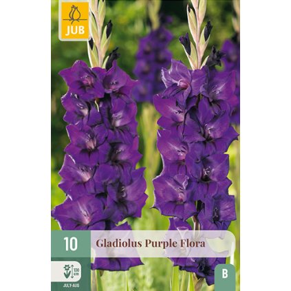 Mečík PURPLE FLORA 10 ks