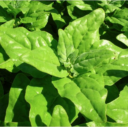 450 spenat novozelandsky