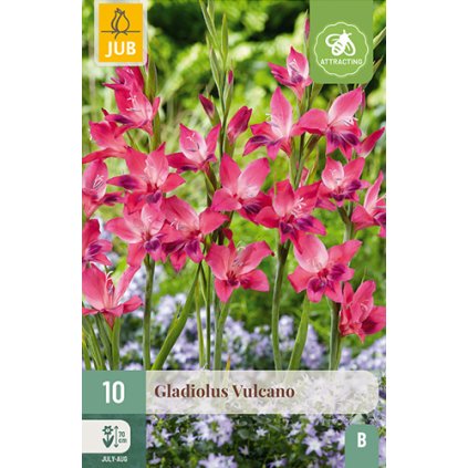 Mečík VULCANO 10 ks