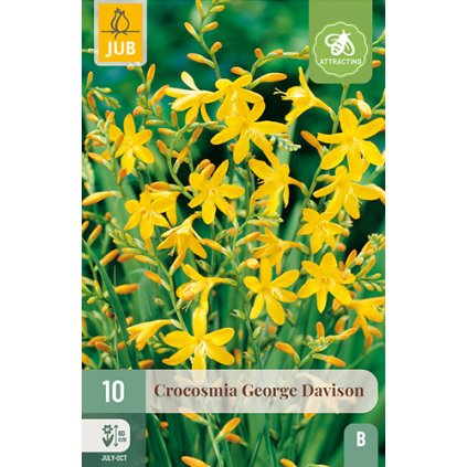 Montbrécie GEORGE DAVISON 10 ks