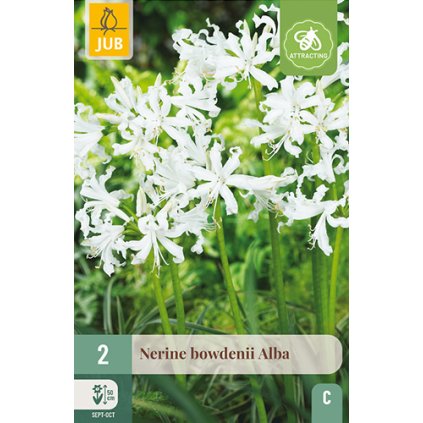 NERINE BOWDENII ALBA 2 ks