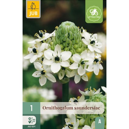 ORNITHOGALUM SAUNDERSIAE 1 ks