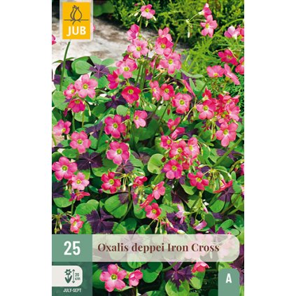 OXALIS DEPPEI IRON CROSS 25 ks