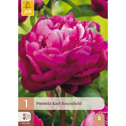 Pivoňka KARL ROSENFIELD 1 ks
