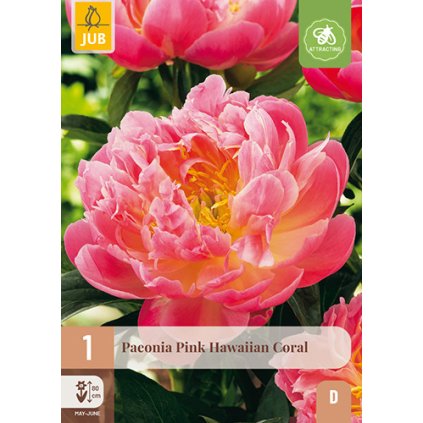 Pivoňka PINK HAWAIIAN CORAL 1 ks
