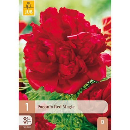 Pivoňka RED MAGIC 1 ks