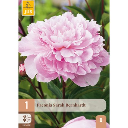 Pivoňka SARAH BERNHARDT 1 ks