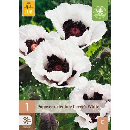 Mák orientální PERRY'S WHITE 1 ks