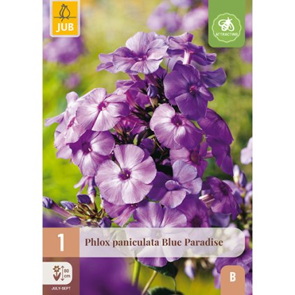 PHLOX PANICULATA BLUE PARADISE 1 ks