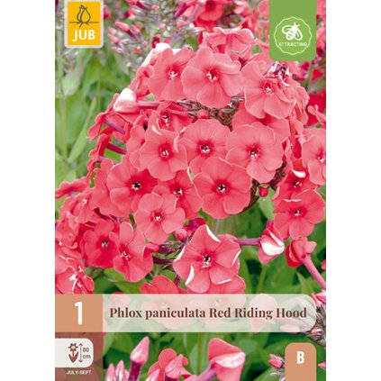 PHLOX PANICULATA RED RIDING HOOD 1 ks