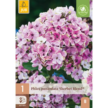 PHLOX PANICULATA SHERBET BLEND ® 1 ks