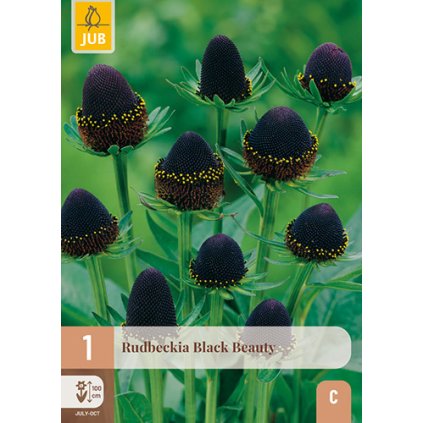 RUDBECKIA BLACK BEAUTY 1 ks