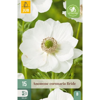 Sasanka COR. BRIDE 15X