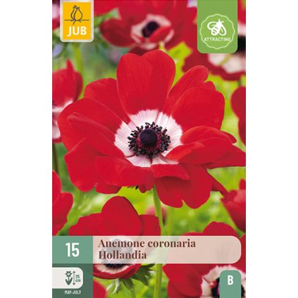 Sasanka COR. HOLLANDIA 15 ks