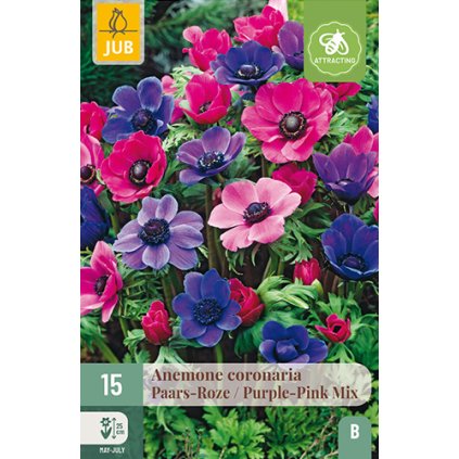 Sasanka COR. PURPLE - PINK MIX 15 ks