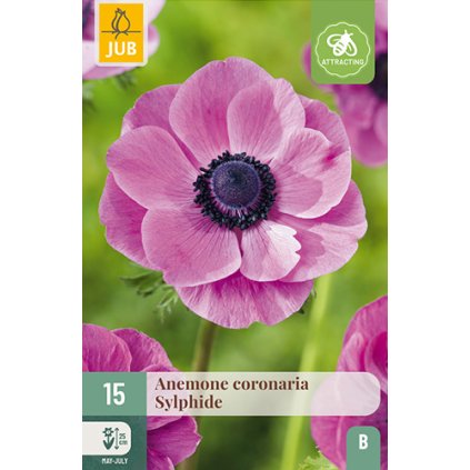 Sasanka COR. SYLPHIDE 15X