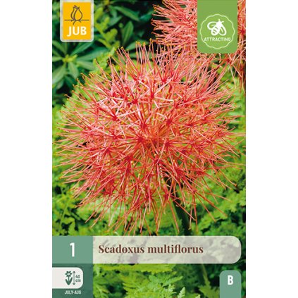 SCADOXUS MULTIFLORUS 1 ks