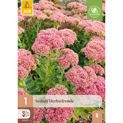 SEDUM HERBSTFREUDE 1 ks