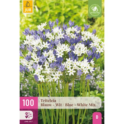 TRITELEIA BLUE - WHITE 100 ks