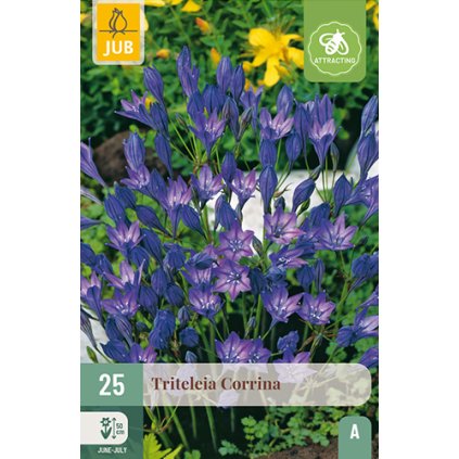 TRITELEIA CORRINA 25 ks