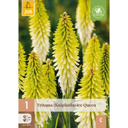 TRITOMA (KNIPHOFIA) ICE QUEEN 1 ks