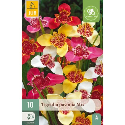 Tygřice PAVONIA MIX 10X