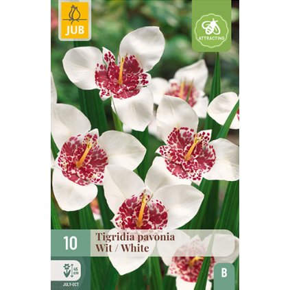 Tygřice PAVONIA WIT / WHITE 10X