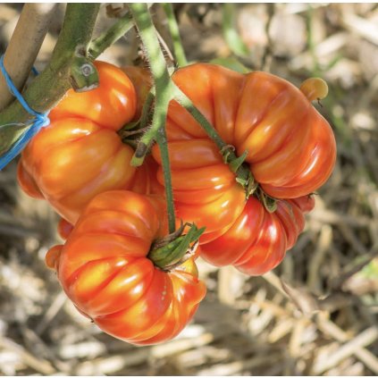 Screenshot 2026 01 18 at 22.39.08