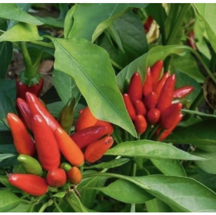 Screenshot 2026 02 01 at 0.49.06