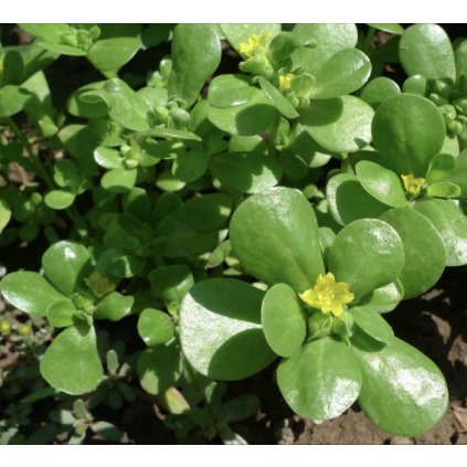 456 srucha zelna portulak