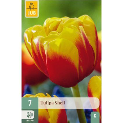 42183 tulipan shell