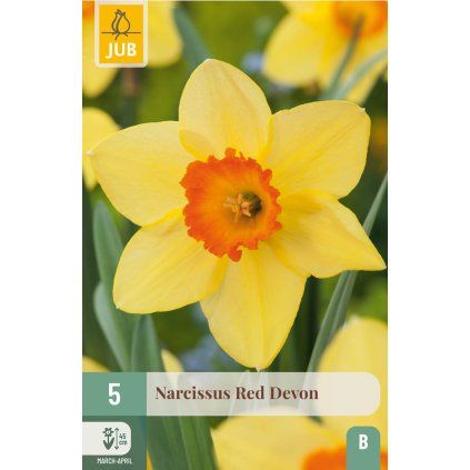 41877 narcis red devon