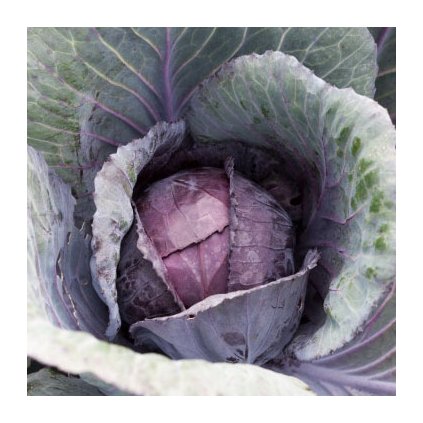 471 zeli pourovo cervene