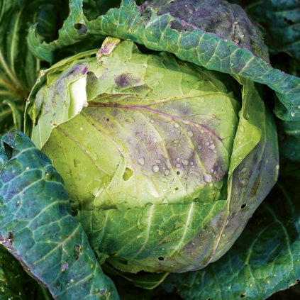 477 zeli pourovo pozdni